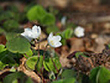 Sortie découverte "Plantes comestibles"