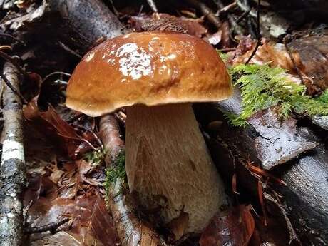 Sortie à la découverte des champignons