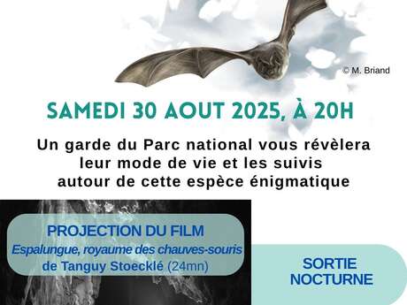 Nuit internationale de la chauve-souris