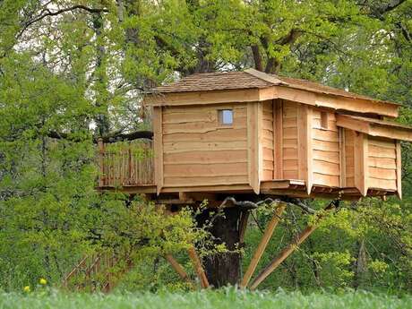 La cabane du vieux chêne