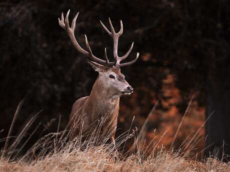 Sortie à l'écoute du brame du cerf