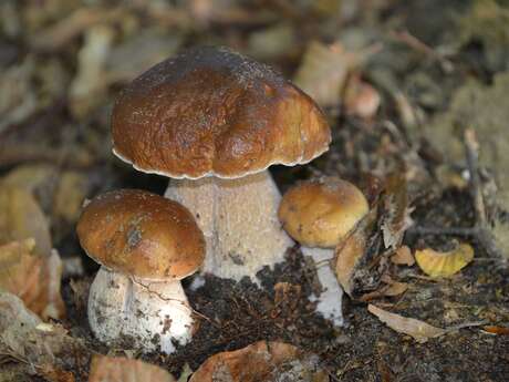 Sortie à la découverte des champignons