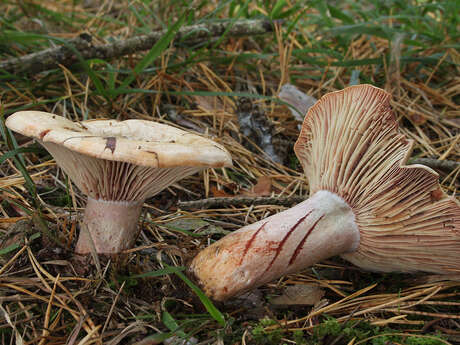 Journées Eupéennes du Patrimoine : Sortie champignons