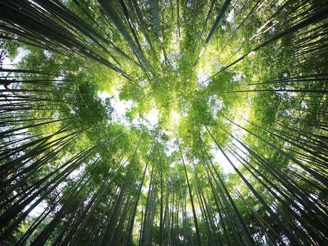 Bain de forêt, initiation aux bienfaits des arbres