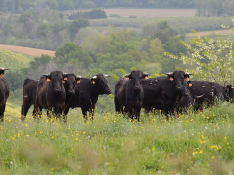 Soirée landaise à la Ganaderia Grenet