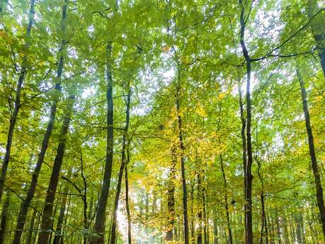 En forêt !
