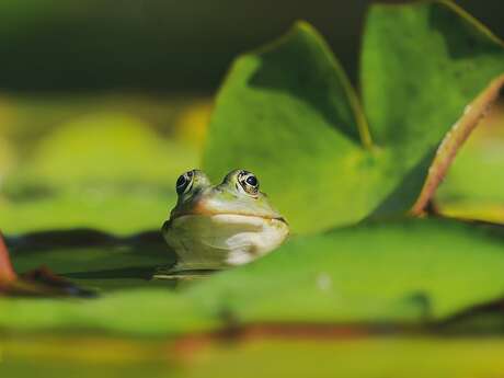 Sortie nature "Concerto dans le marais"
