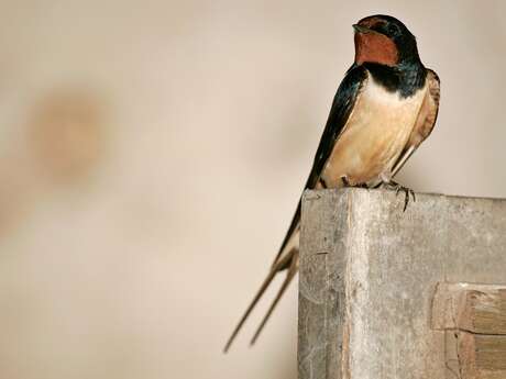 Swallow Day