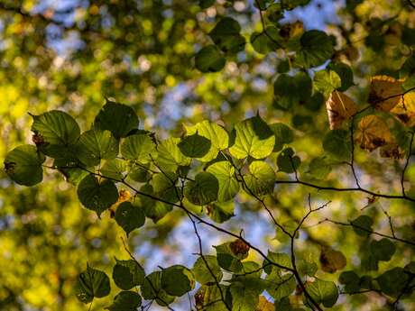 Journée autour de l'agrobiodiversité