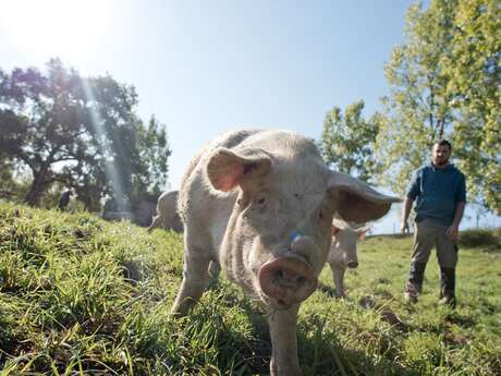 Visite de la ferme du Vieux Bourg Visite de la ferme du Vieux Bourg