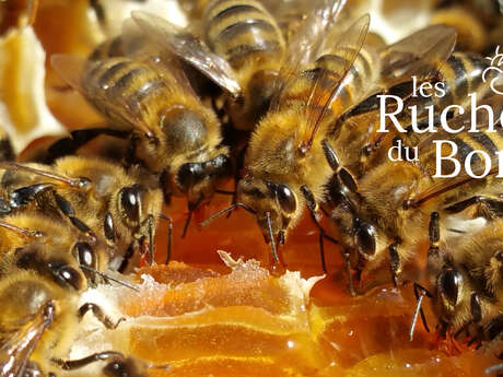 Les Ruchers du Born Les Ruchers du Born