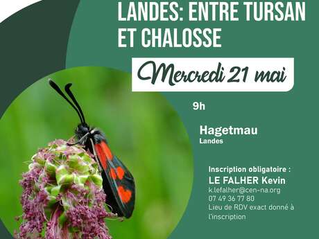 Recherche de zygènes dans le Sud-Est des Landes : entre Tursan et Chalosse