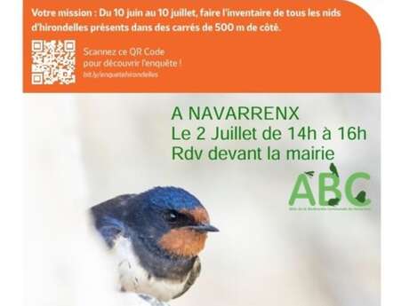 Swallow survey