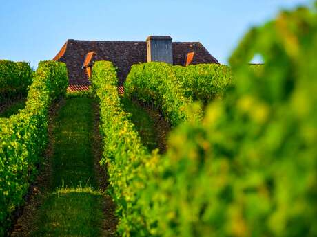 Marché de producteurs dans les vignes