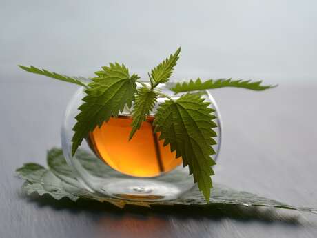 Atelier de curiosité "Fabrication de tisane"