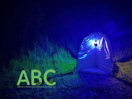 Moth surveying