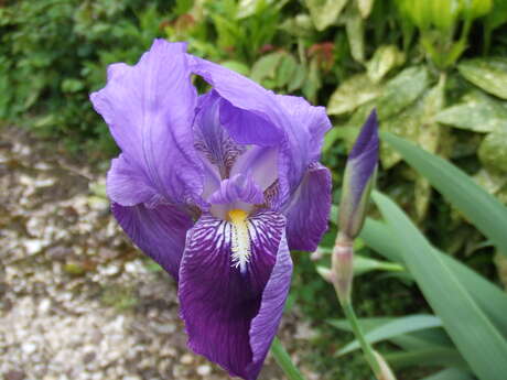 Les Iris Les Iris