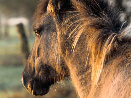 Sarl Poney Club de Villers Sarl Poney Club de Villers