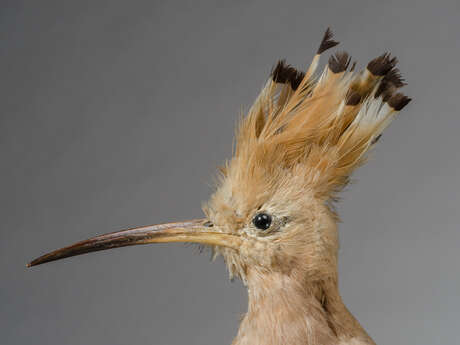 Rendez-vous aux jardins : Découverte d'une collection d'ornithologie