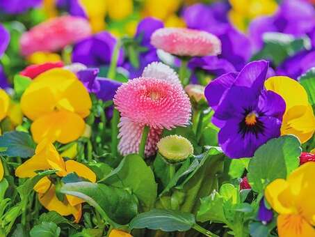 Marché aux Fleurs Marché aux Fleurs