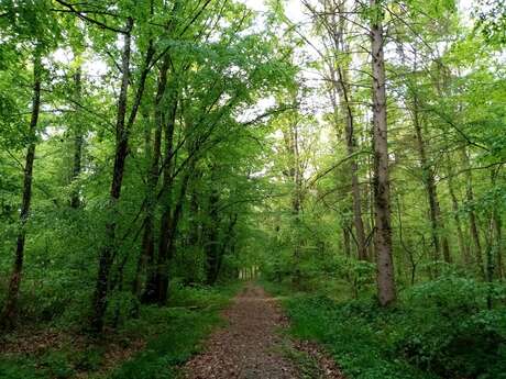 Bain de forêt à la Cornée du Der
