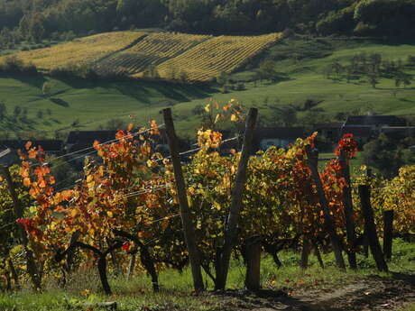 SCEA LES COTEAUX DE COIFFY SCEA LES COTEAUX DE COIFFY