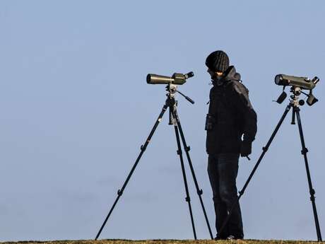 Escapades : Découverte des oiseaux migrateurs au Lac du Der
