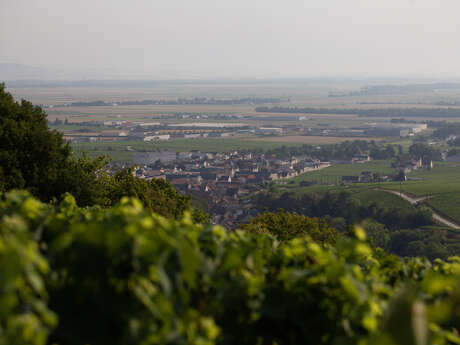 Champagne Michel Gonet Champagne Michel Gonet