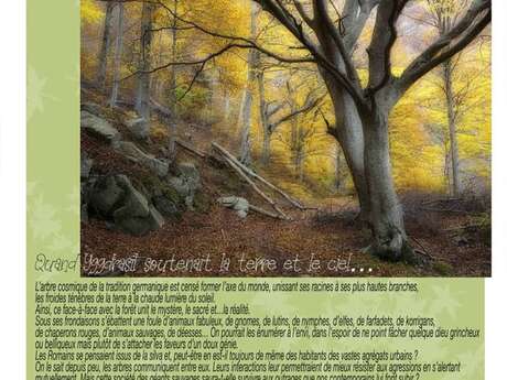 EXPOSITION PHOTO LA FORÊT