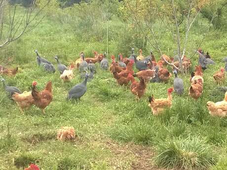 LA FERME DE JEANTINE