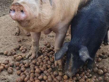 LE COCHON DU CANIGOU