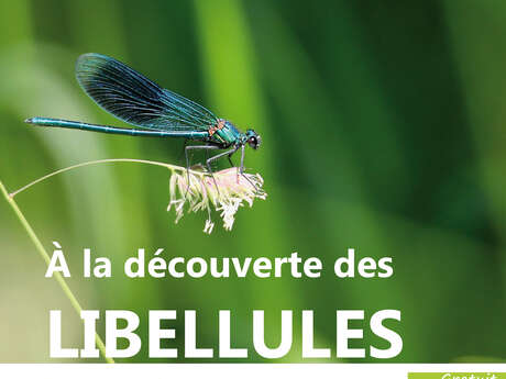 A LA DÉCOUVERTE DES LIBELLULES!