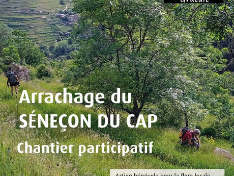 ARRACHAGE DE SÉNEÇON DU CAP : CHANTIER PARTICIPATIF
