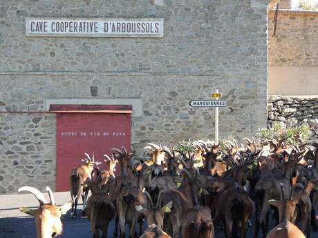 LA BÊLE CHÈVRE LA BÊLE CHÈVRE