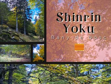 SHIRIN YOKU : BAIN DE FORÊT