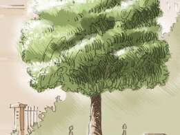 Rencontre "L'arbre de nos centres-bourgs" par Paul Davodeau