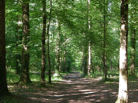 Le bois des Semis