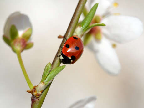 Atelier 5/7 ans "La coccinelle, petite reine des jardins"