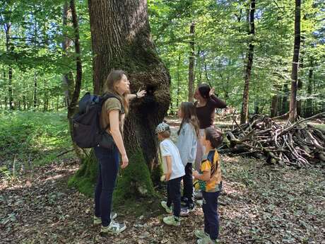 Balade famille "Les créatures magiques de la forêt"