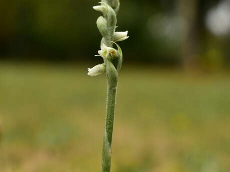 Cycle d'initiation à la botanique