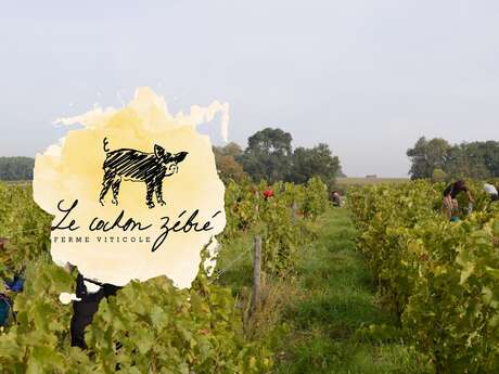 DOMAINE LE COCHON ZEBRÉ