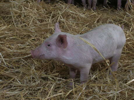 Vente de viande la Verdochère