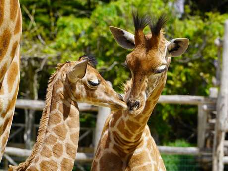 Zoo de La Flèche