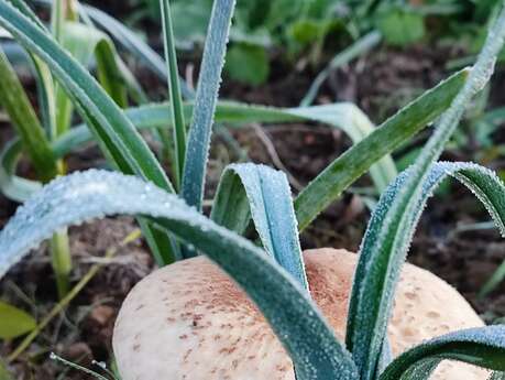 Les champignons au service du vivant.