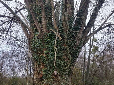 Balade Les super-pouvoirs des arbres