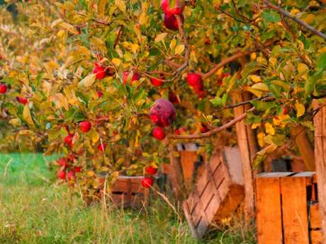 Pommes de Reinettes ou pommes Golden …