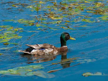 Le lac des oiseaux