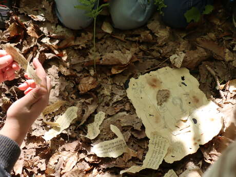 Stage nature de 3 jours "La disparition du Dr Cambium" 8-12 ans
