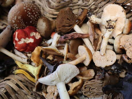 Balade ONF "À la cueillette des champignons"