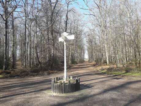 Thoiré-sur-Dinan - Le chêne Boppe